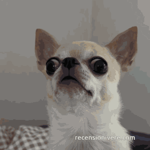 Chihuahua Cane GIF
