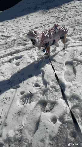 Chihuahua Cold GIF