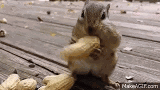 Chipmunk Nuts GIF