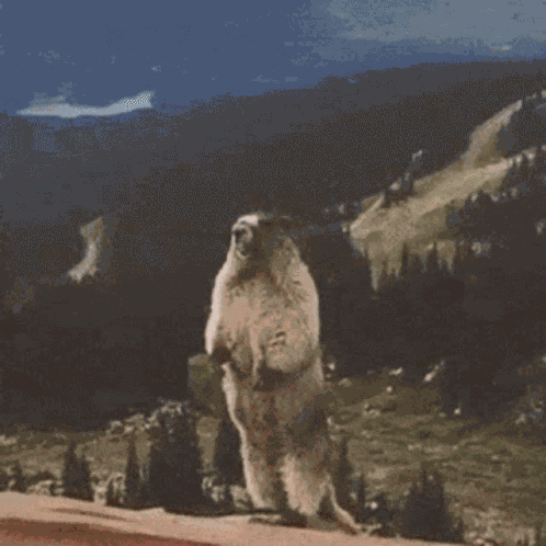 Chipmunk Pavlo GIF