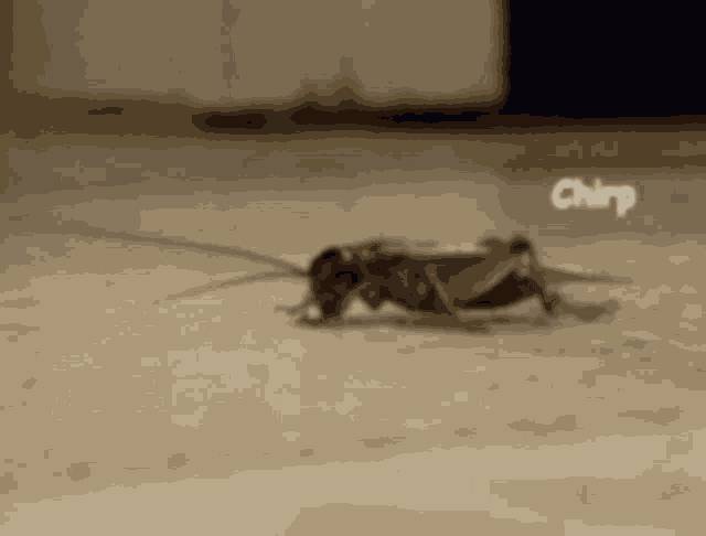 Chirp Cockroach GIF
