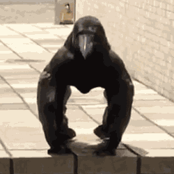 Chirpy The Chirpy The Crow Buff Crow Mongus The Anime GIF