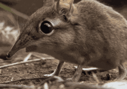 Choobs Shrew GIF