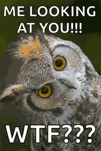 Chouette Pet GIF