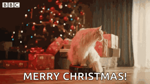 Christmas Cat GIF