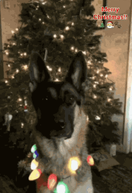 Christmas Tree GIF
