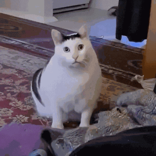 Chunky Cat Shocked GIF