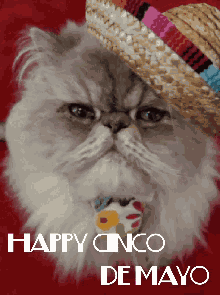 Cinco De GIF