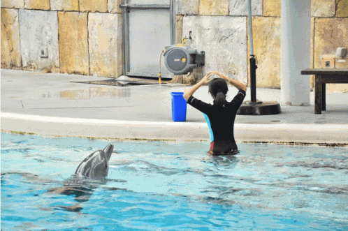 Claira Dolphin GIF
