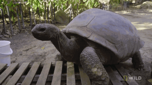 Climbing Up National Geographic GIF