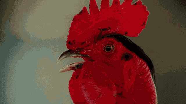 Cock Chicken GIF