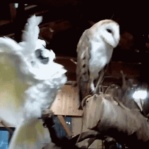 Cockatoo Owl GIF