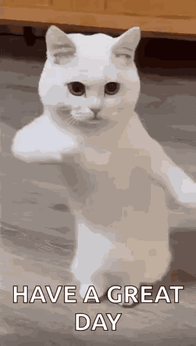 Col Fun Cat Have A Great Day GIF