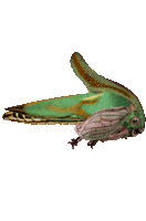 Colin Raff Grotesque Sticker