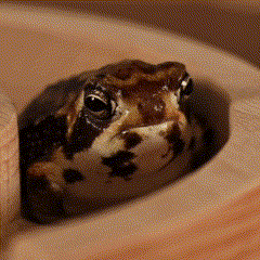Common Rain Frog Ninja Frog GIF