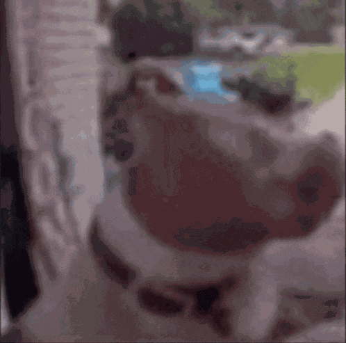 Confused Dog Breaking Fourth Wall GIF
