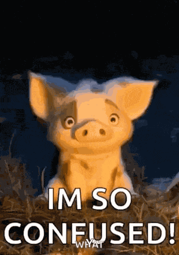 Confused Pig GIF