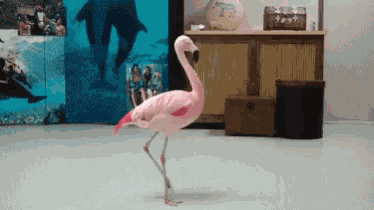 Confused Pink Flamingo GIF