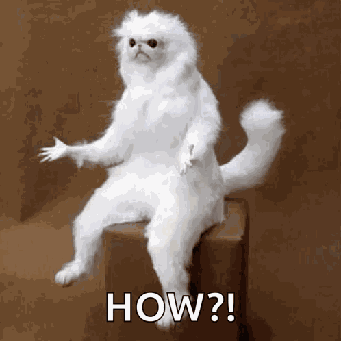 Confused White Persian Guardian GIF