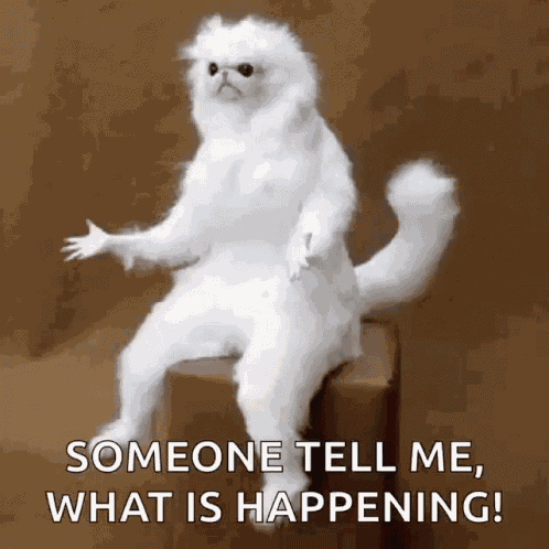 Confused White Persian Guardian GIF