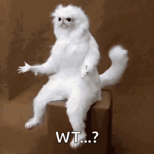 Confused Whitepersanguardian GIF