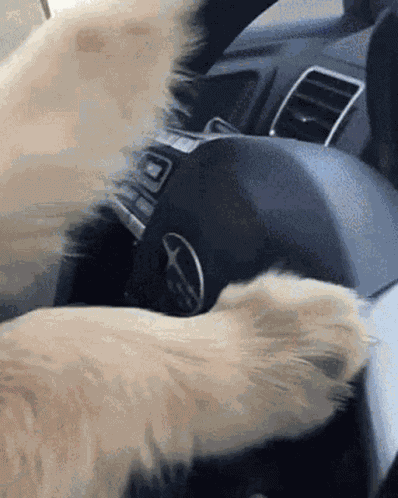 Cool Dog GIF