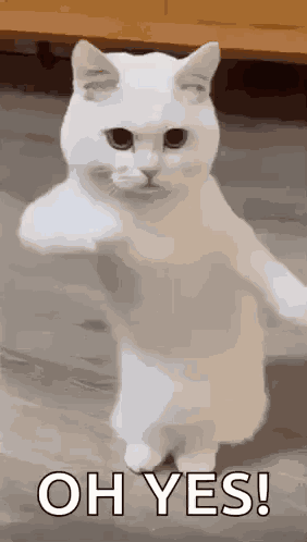 Cool Fun GIF