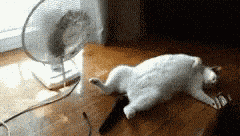 Cool Off Too Hot GIF