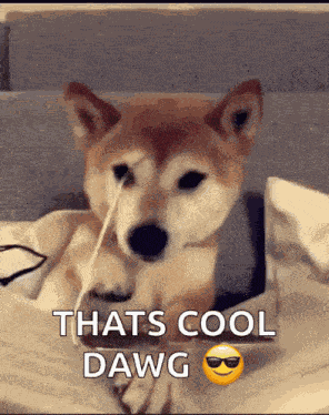 Cool Shades GIF