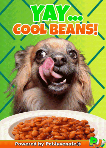 Cool Yay Cool Beans GIF