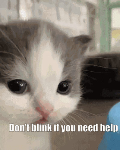 Cord Cat Blink Dontblinkifyouneedhelp GIF