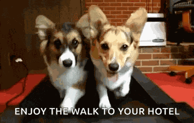 Corgi Dog GIF