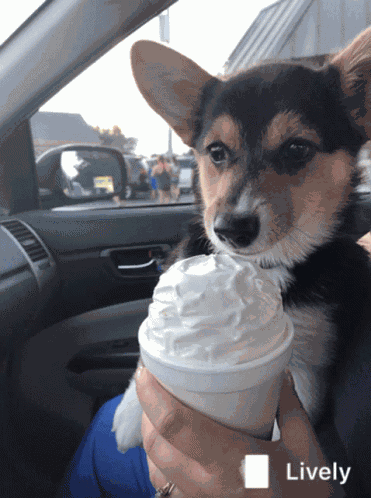 Corgi Ice Cream GIF