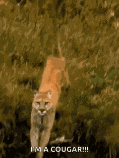 Cougar Wrarrr GIF