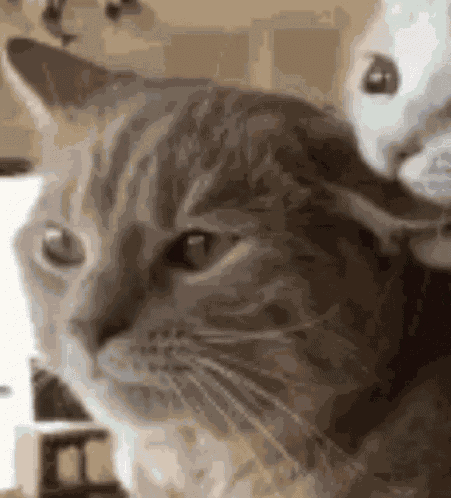 Couple Cat GIF