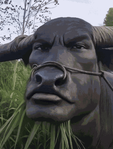 Cow Cow Eating Grass GIF