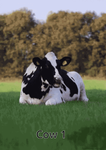 Cow Cow1 GIF