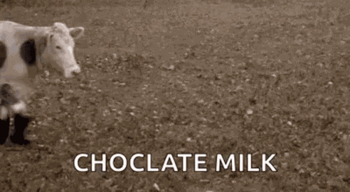 Cow Cows GIF