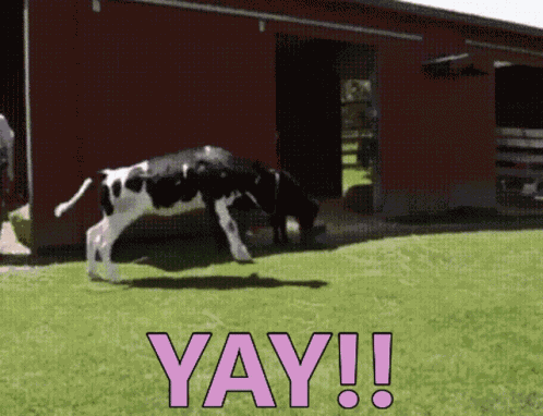 Cow Cute GIF