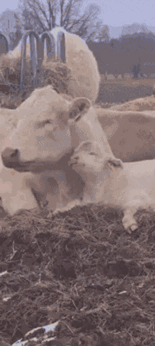 Cow Cute GIF