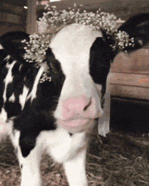 Cow Cute GIF