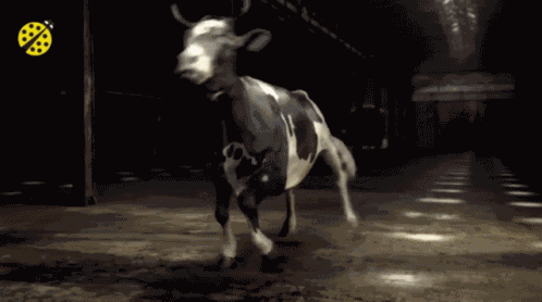 Cow Dancing GIF