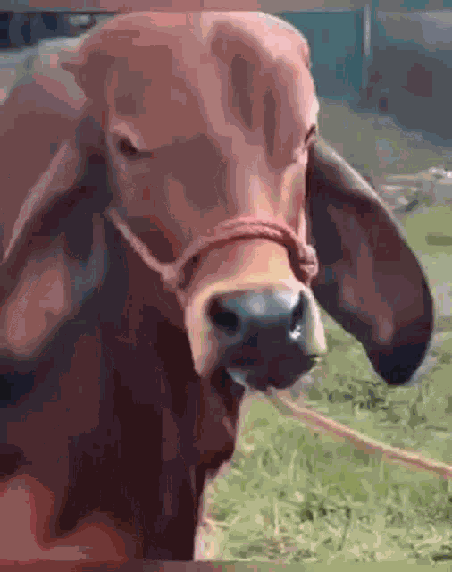 Cow Eyebrow GIF