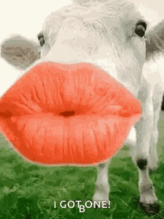 Cow Kiss GIF