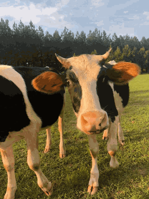Cow Kisses GIF