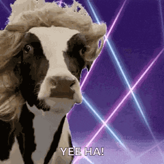 Cow Look At Me GIF
