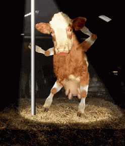 Cow Pole GIF