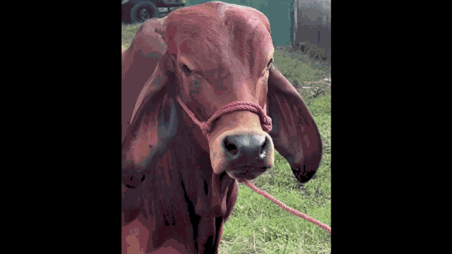 Cow The Rock GIF
