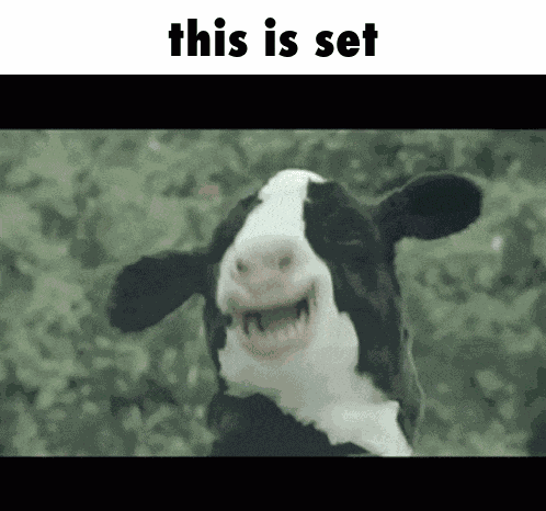 Cow This Is Set GIF