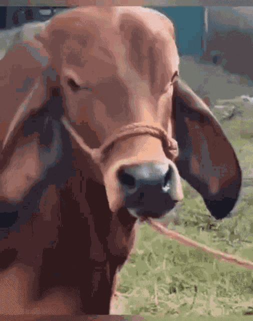 Cow What GIF